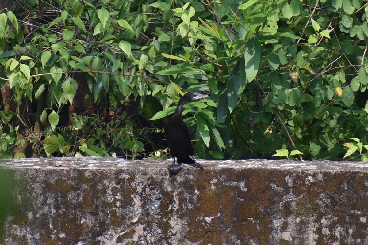 Cormorán de Java - ML610465097