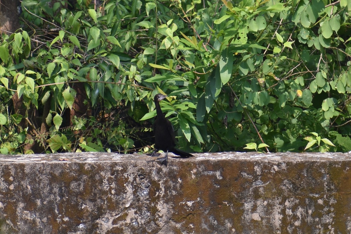 Little Cormorant - Samakshi Tiwari