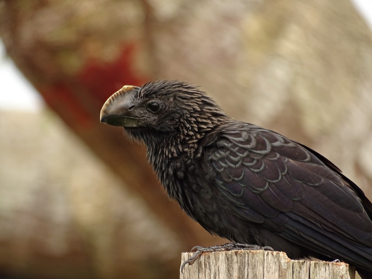 Smooth-billed Ani - ML610465127