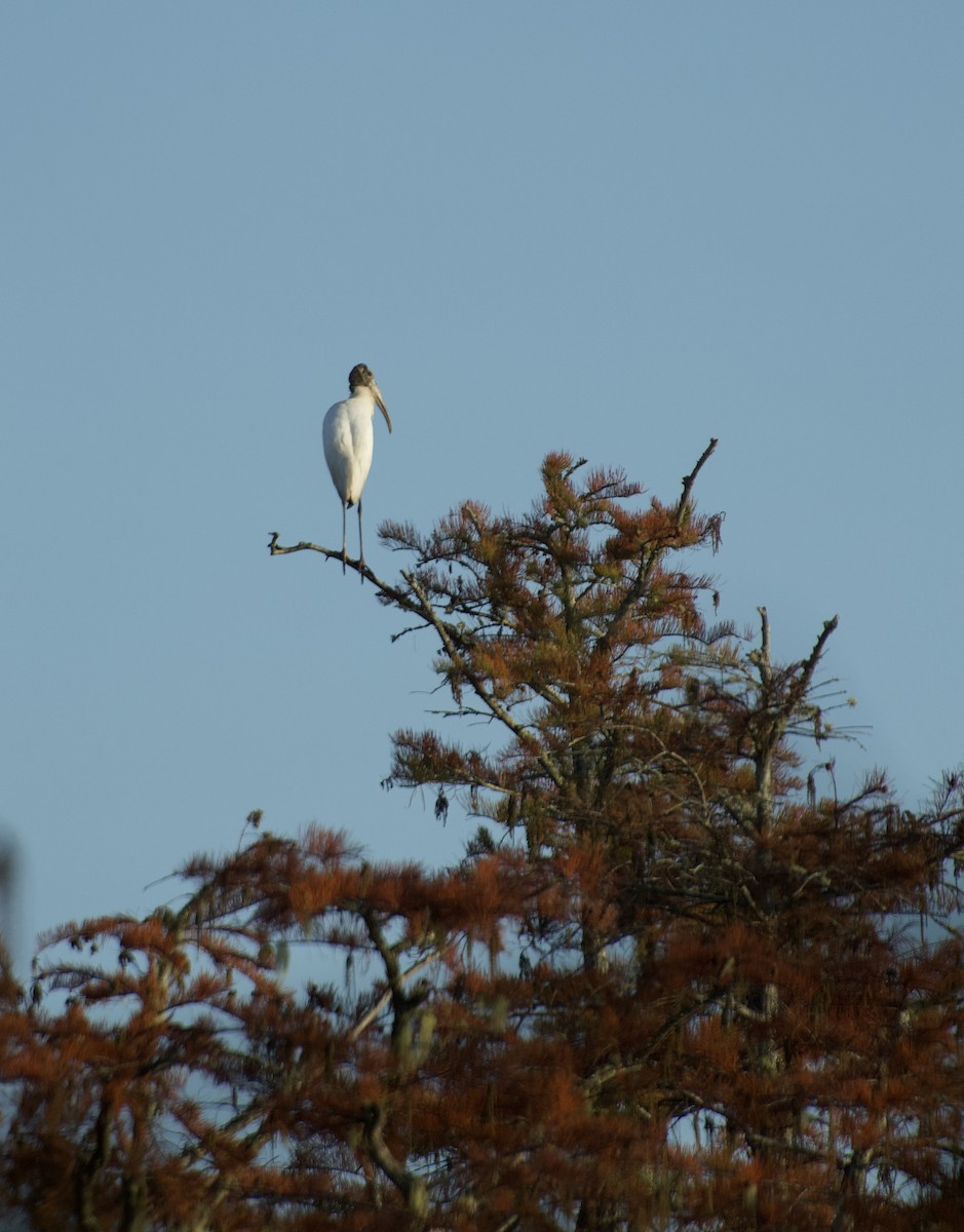 Tantalo amerikarra - ML610465215