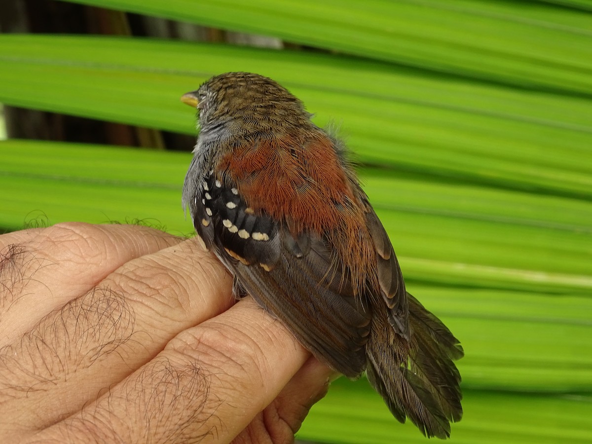 Rufous-backed Stipplethroat - Tomaz Melo