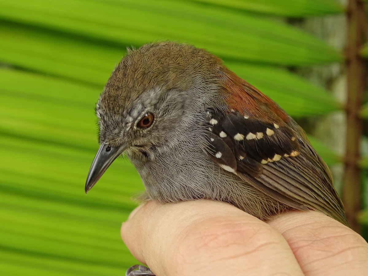 Rufous-backed Stipplethroat - Tomaz Melo