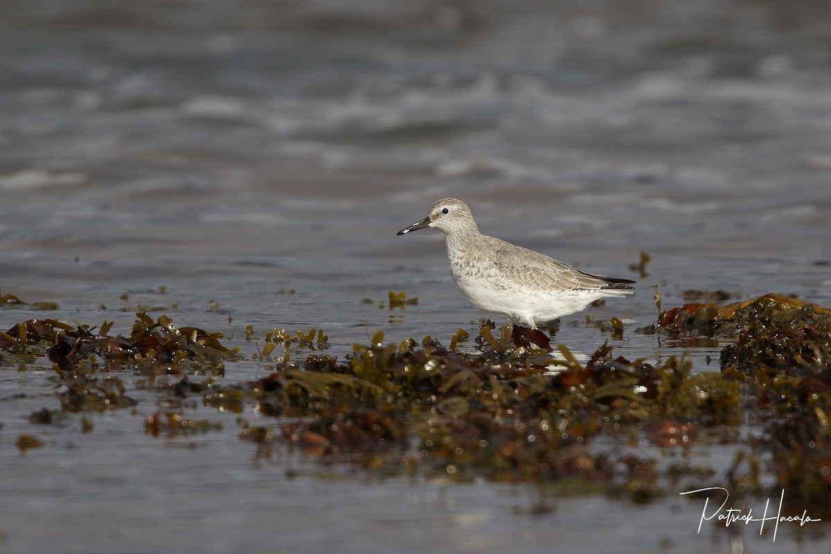 Red Knot - ML610465300