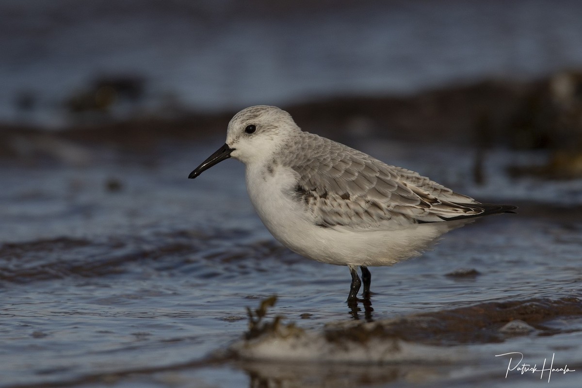 Sanderling - ML610465303