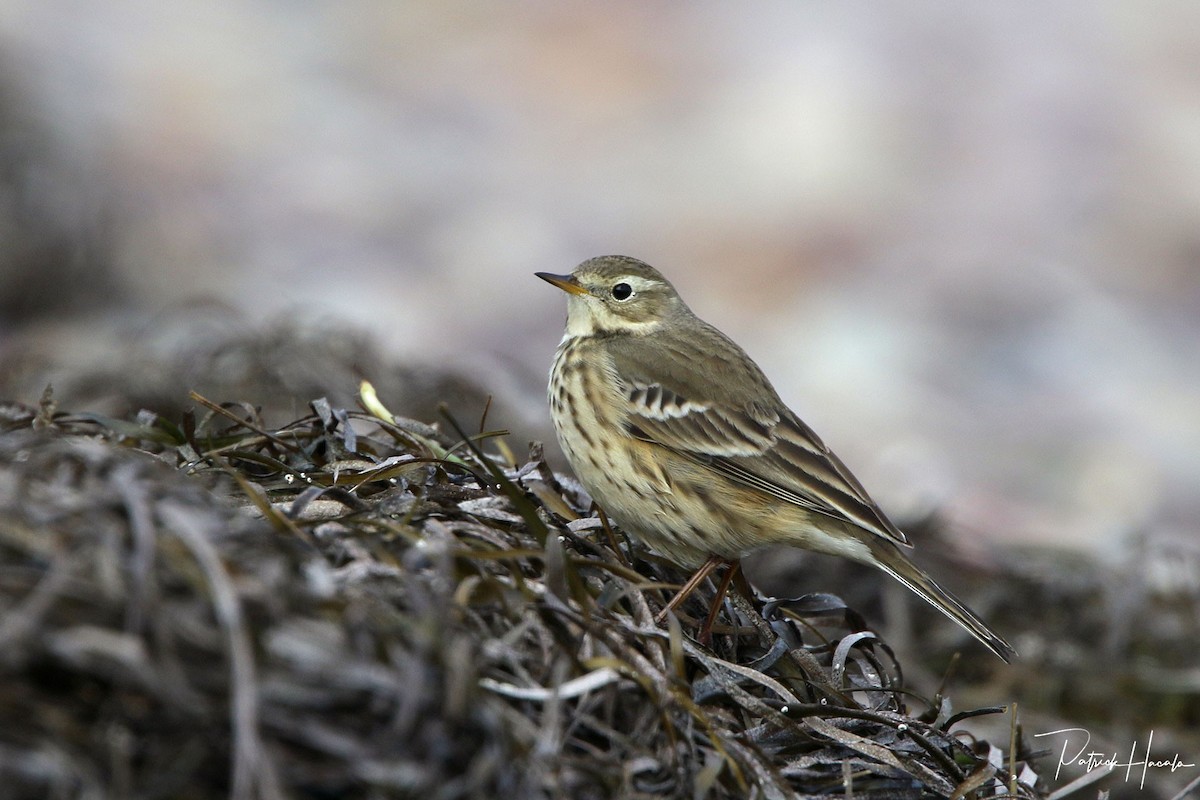 American Pipit - ML610465315