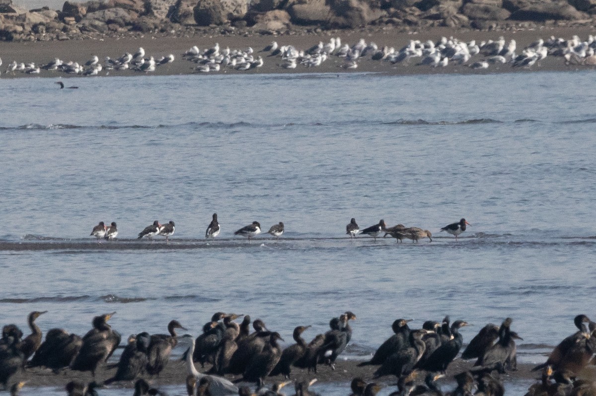 Eurasian Oystercatcher - Kalvin Chan