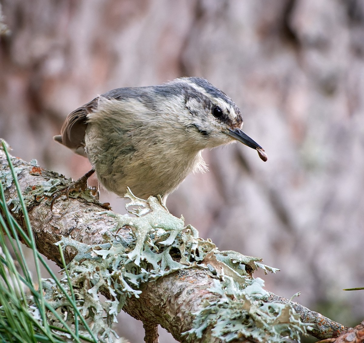 Corsican Nuthatch - Tomáš Grim