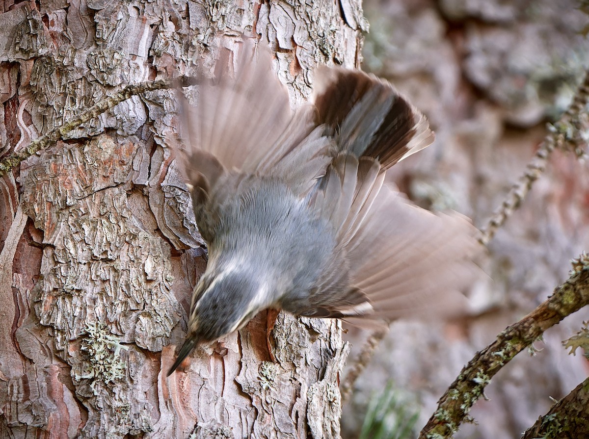 Corsican Nuthatch - Tomáš Grim