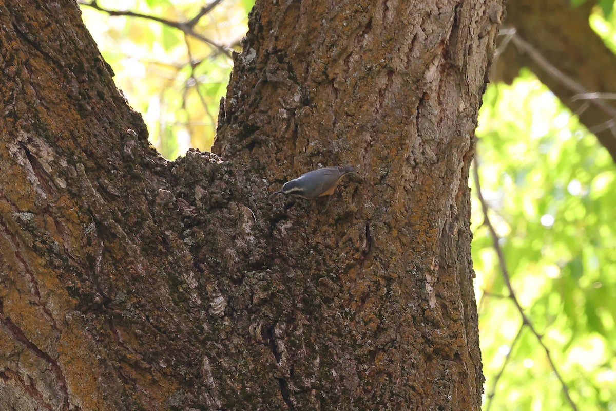 Red-breasted Nuthatch - ML610465502