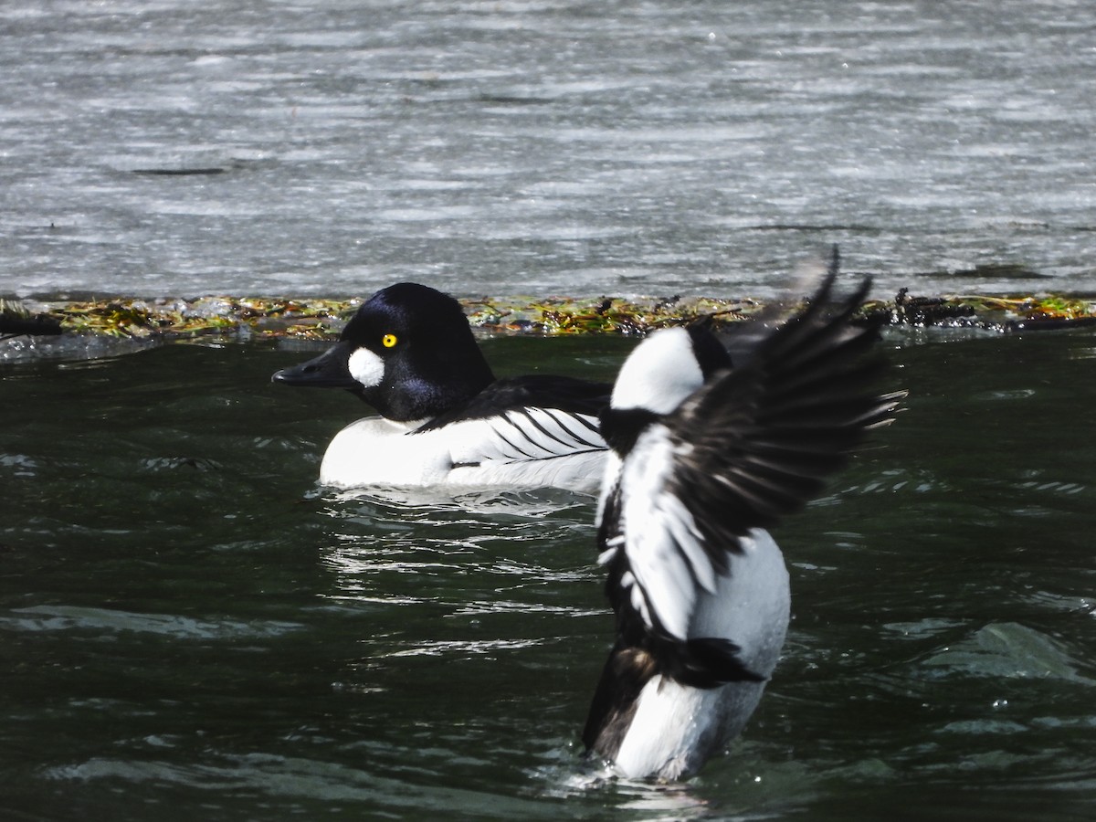 Common Goldeneye - Jacob Condon