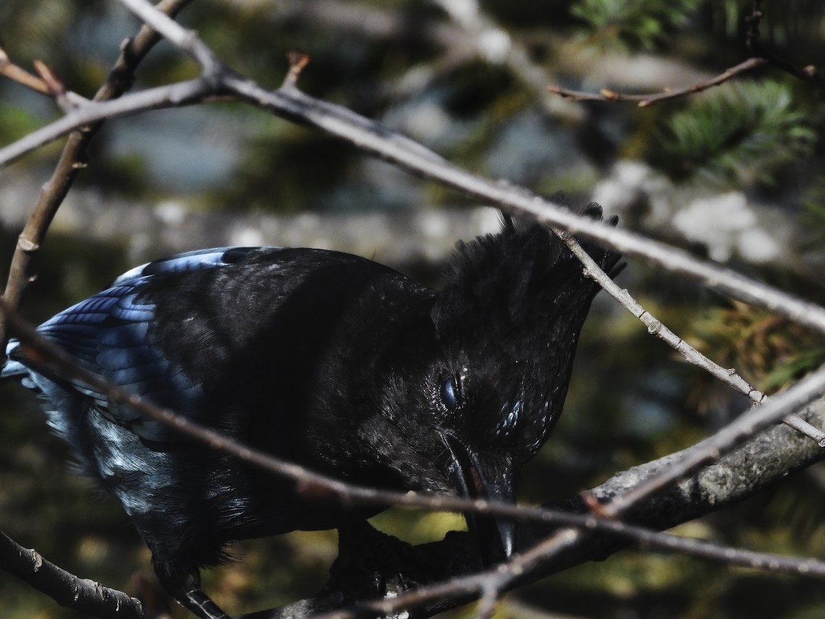 Steller's Jay - ML610465553