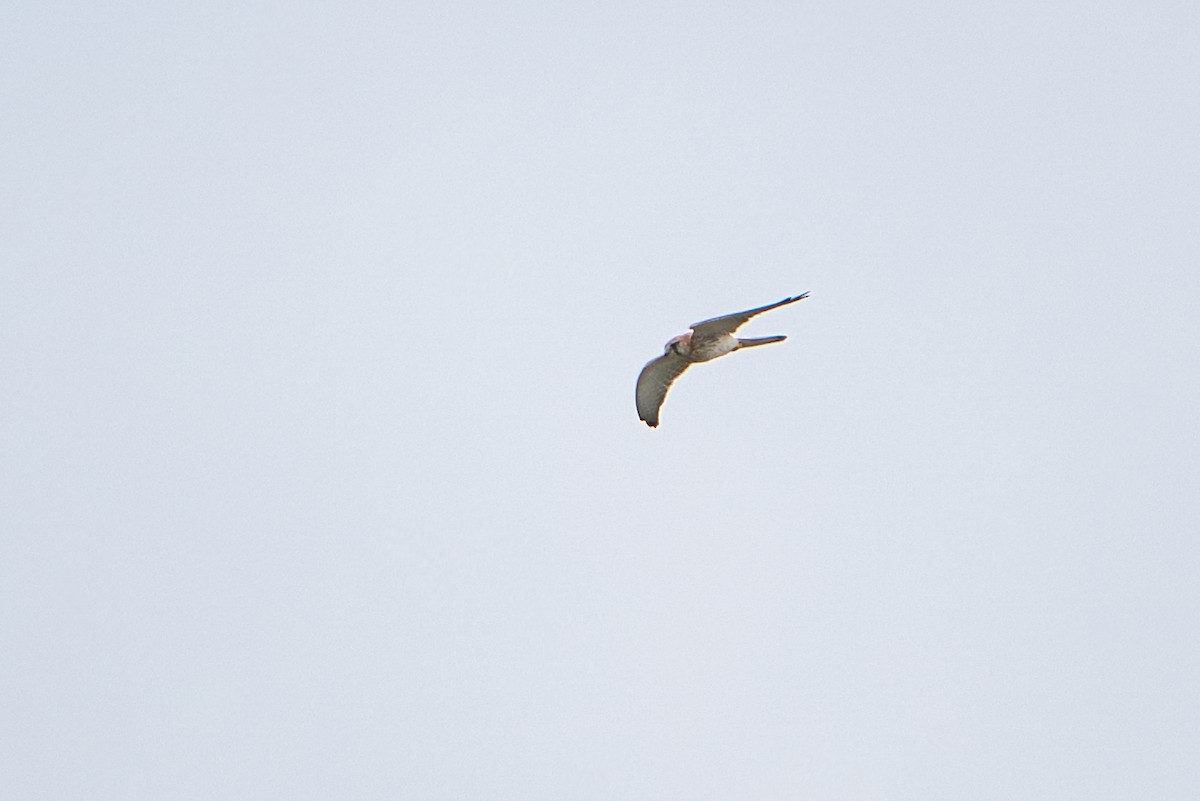 Nankeen Kestrel - ML610465554