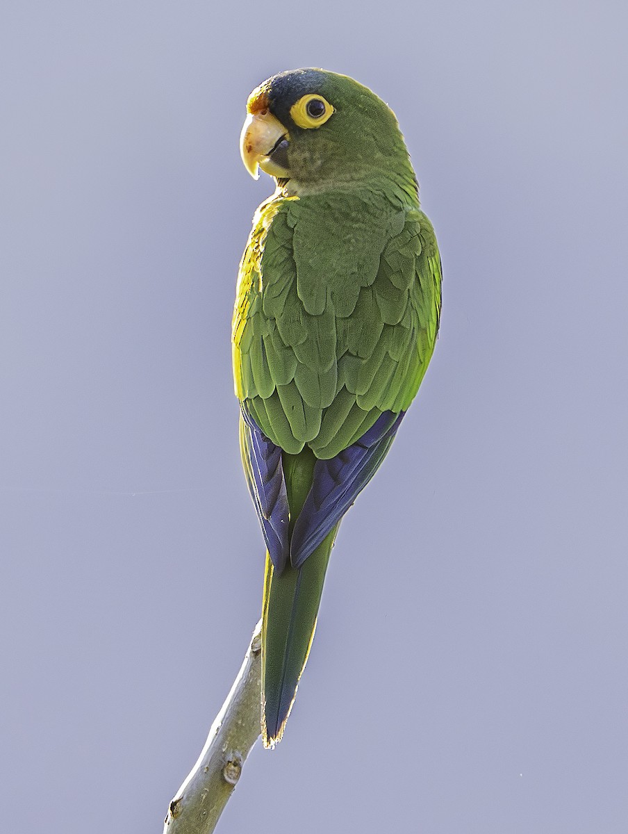 Orange-fronted Parakeet - Brad Singer