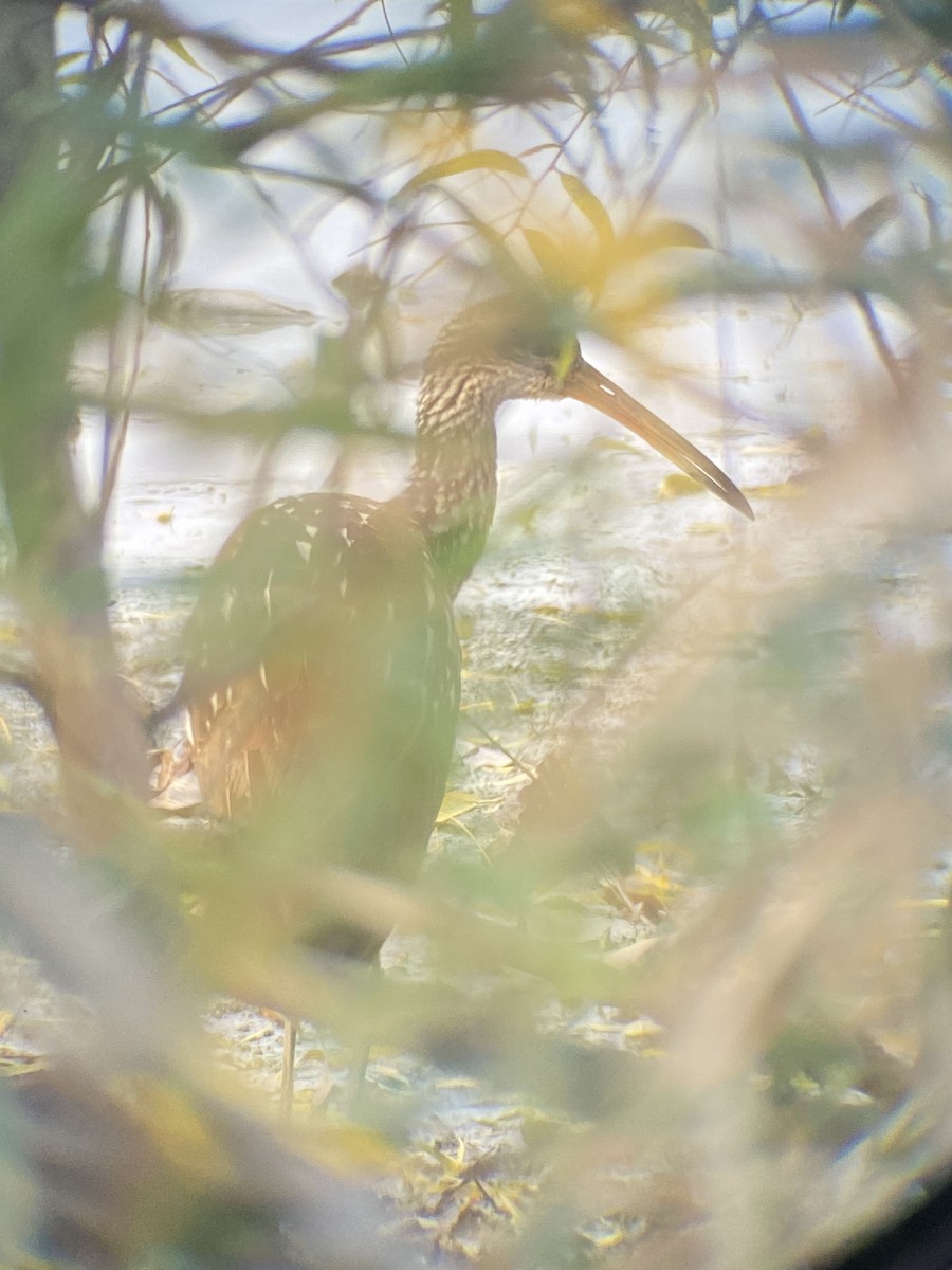 Limpkin - Asher Higgins