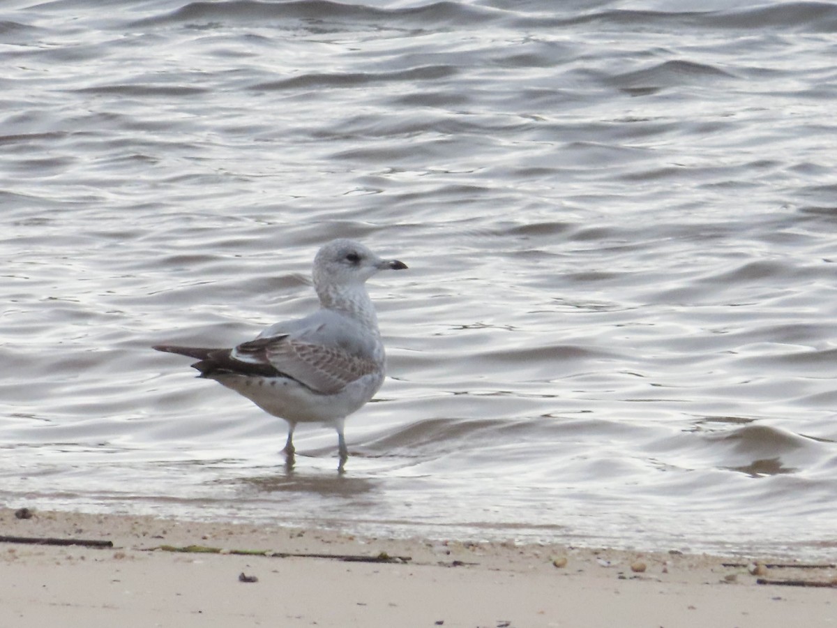 Common Gull - Ana  Botelho