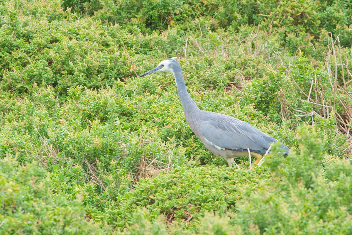 White-faced Heron - ML610465796