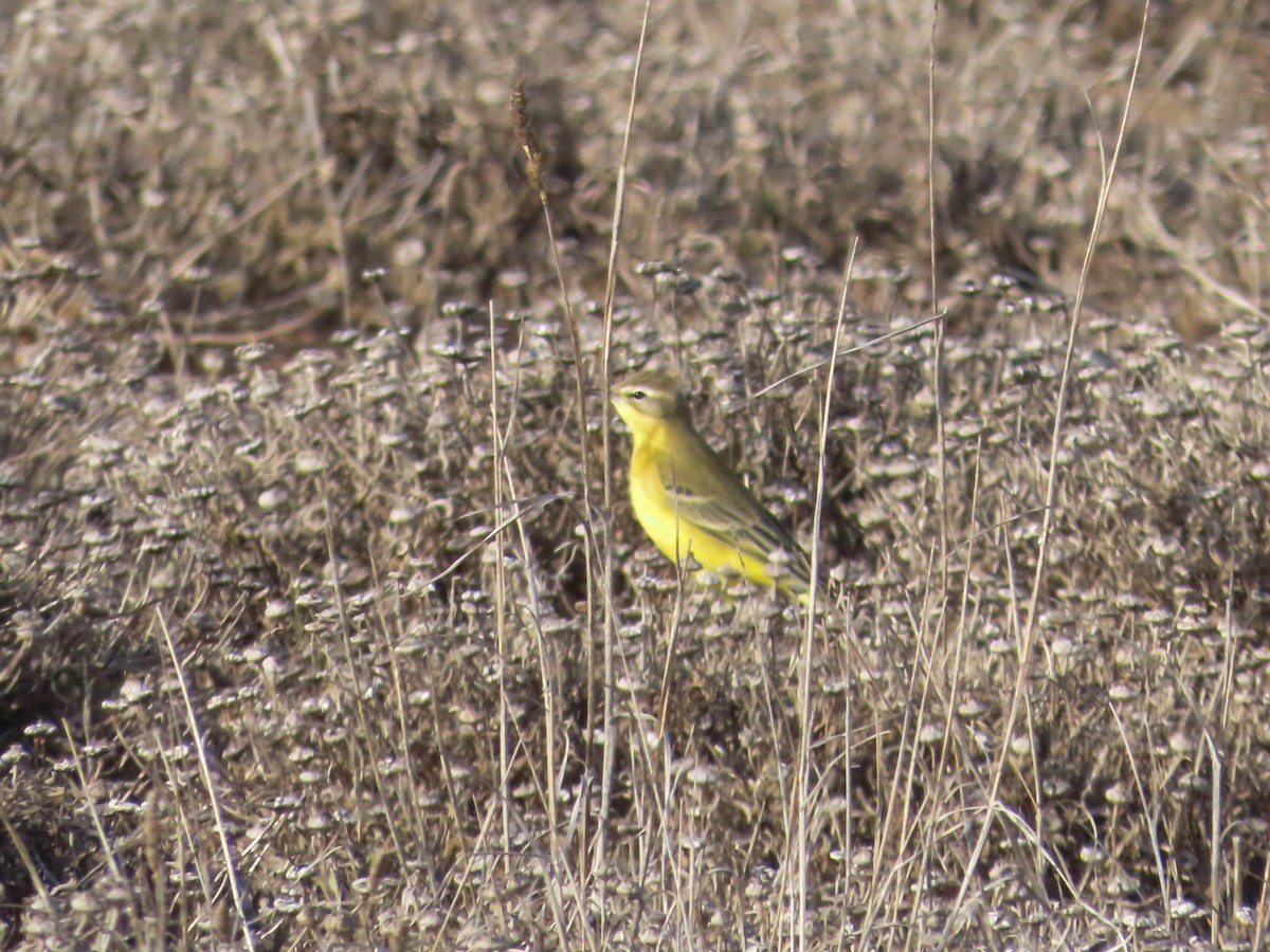 Western Yellow Wagtail (flavissima/lutea) - Ana  Botelho