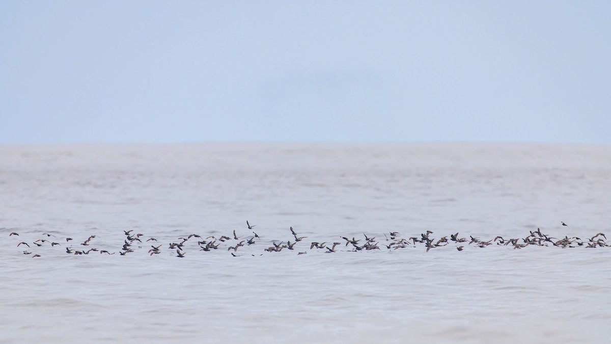 Ashy Storm-Petrel - Ryan Sanderson