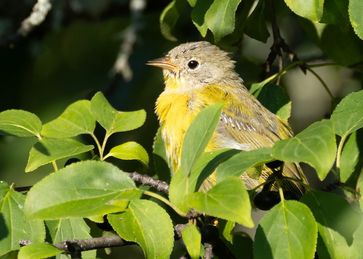 lesňáček rezavokorunkatý (ssp. ruficapilla) - ML610465861