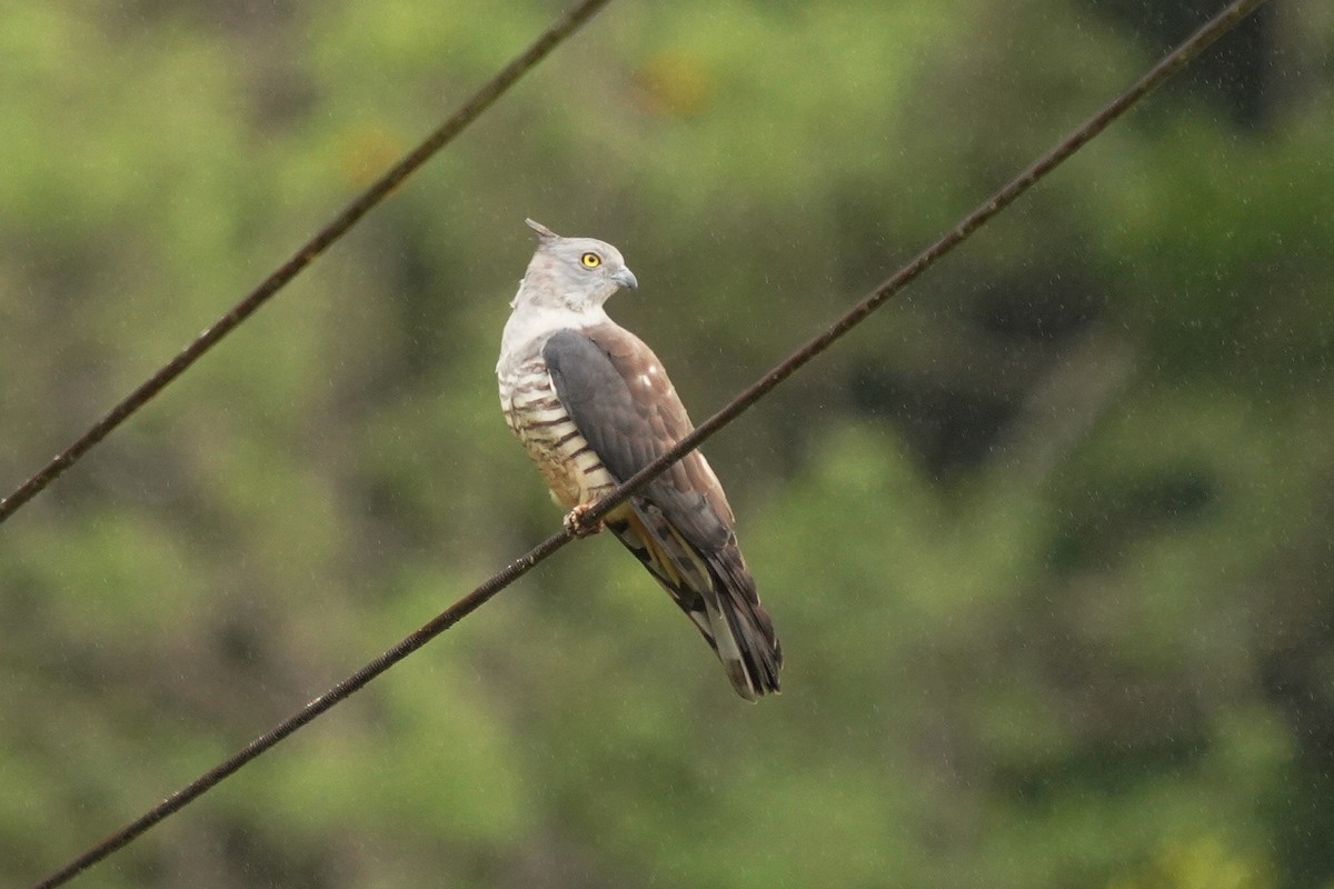 Pacific Baza - ML610466021