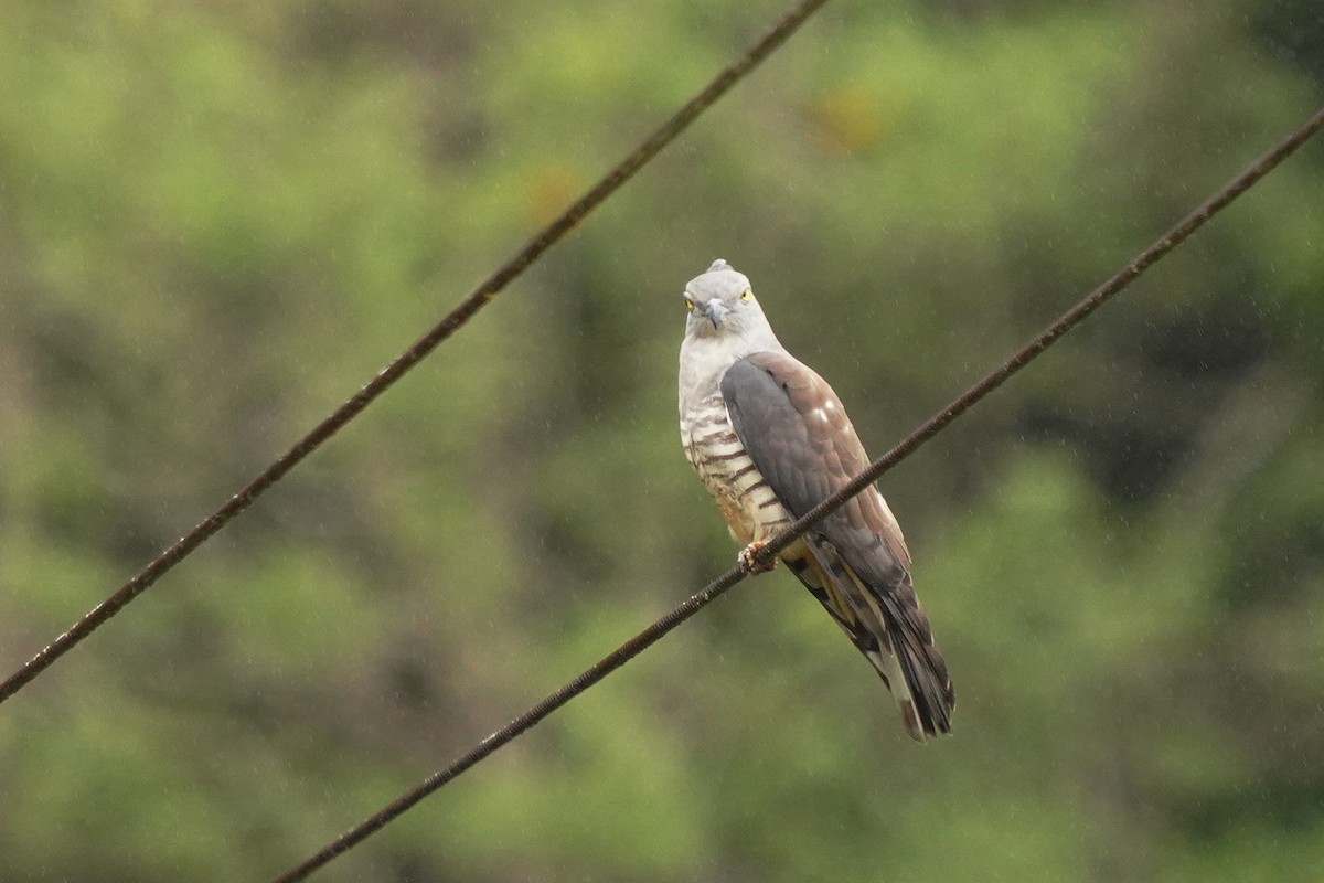 Pacific Baza - ML610466022