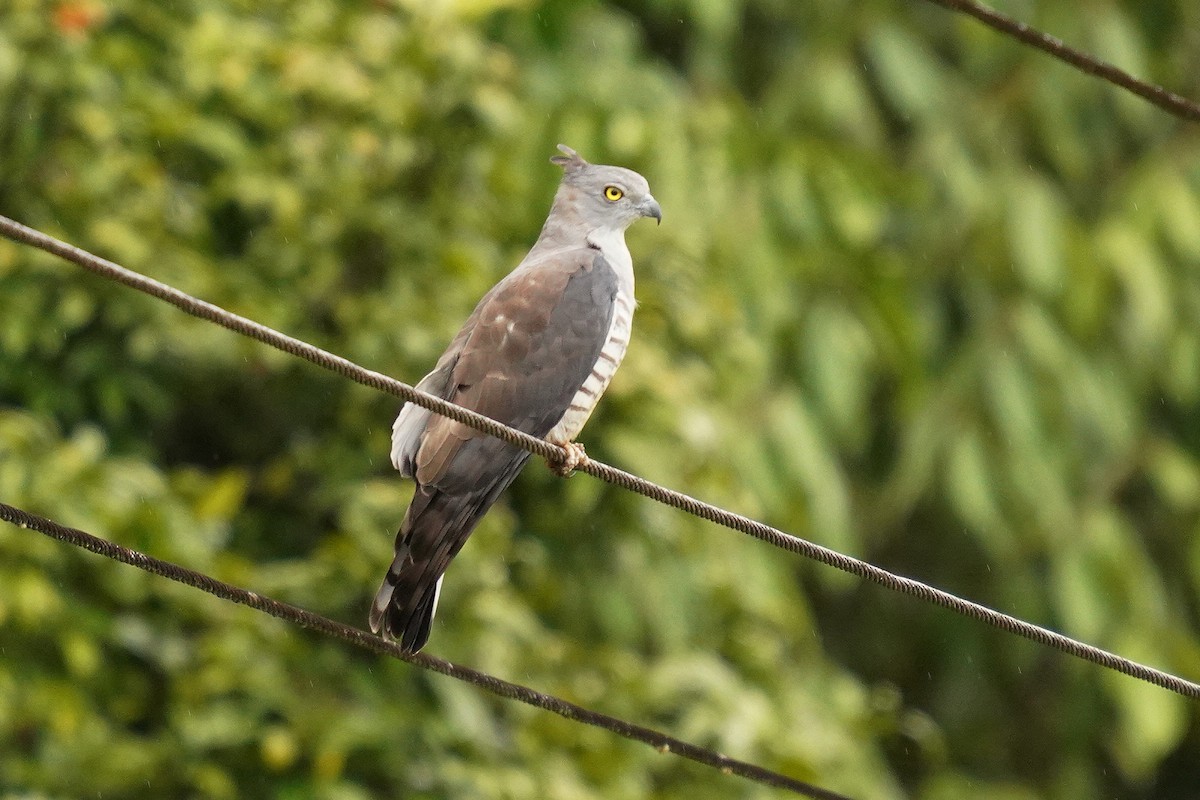 Pacific Baza - ML610466025