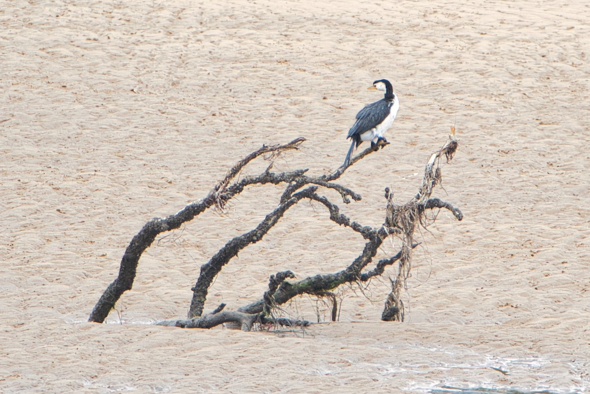 Little Pied Cormorant - ML610466030