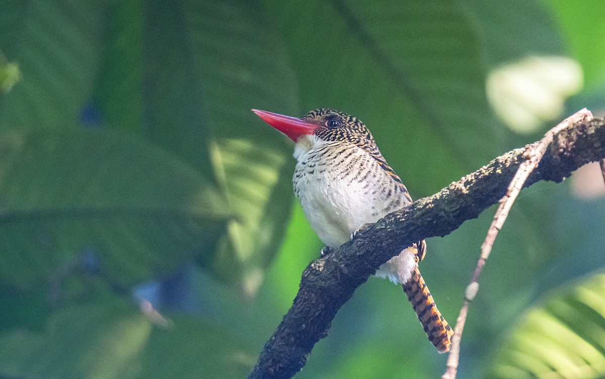 blåhettekokaburra (melanops) - ML610466032