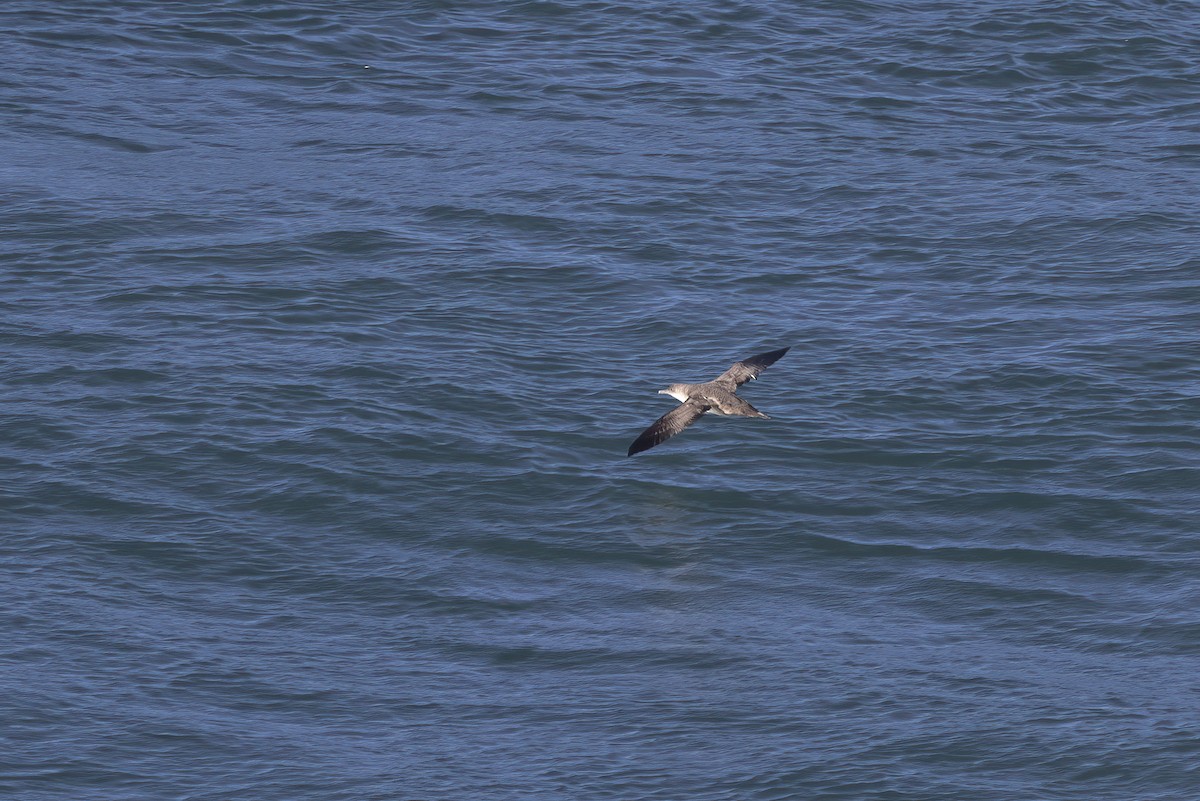 Balearic Shearwater - ML610466033