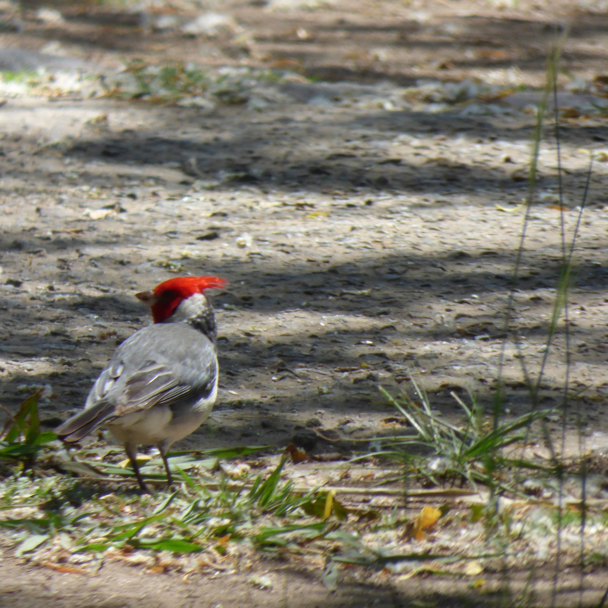 Red-crested Cardinal - ML610466108