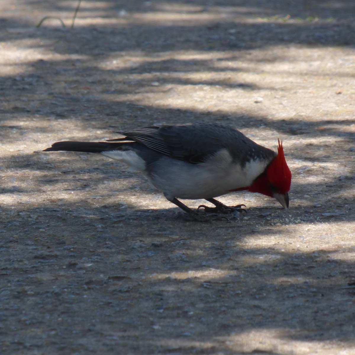 Red-crested Cardinal - ML610466127
