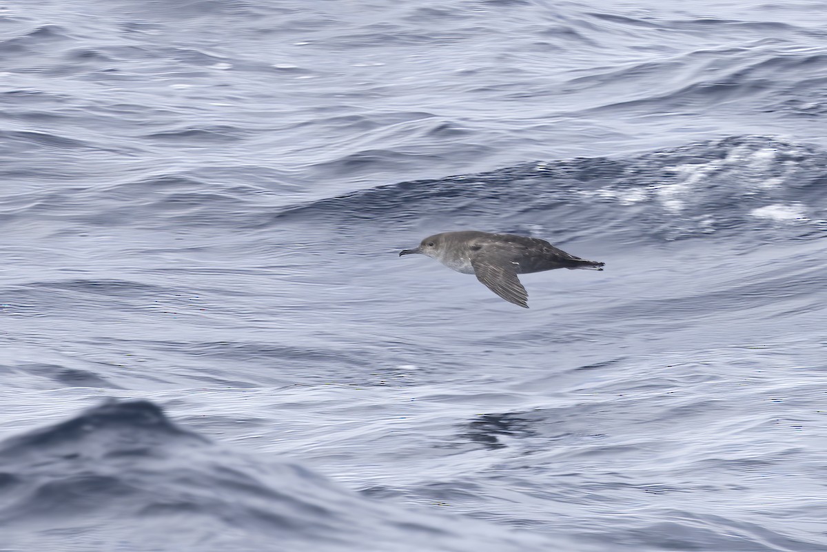 Balearic Shearwater - ML610466240