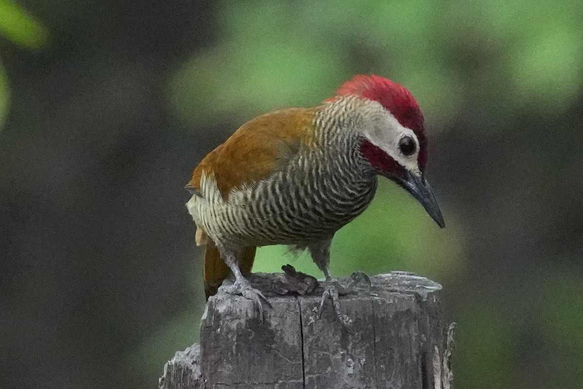 Golden-olive Woodpecker - Guy Stevens