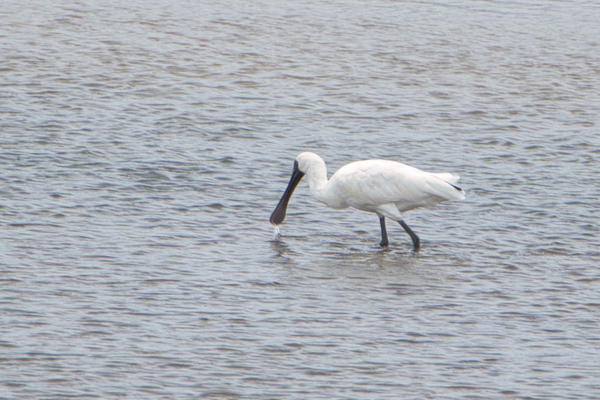 Royal Spoonbill - ML610466265