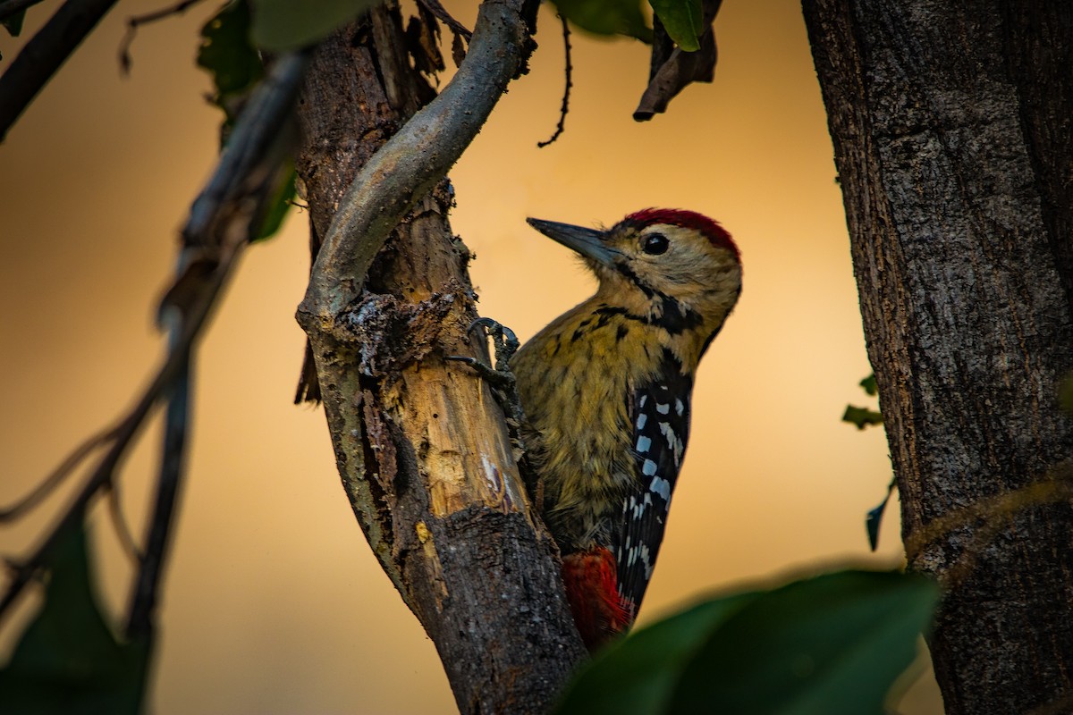 Fulvous-breasted Woodpecker - NILANJAN COOMAR