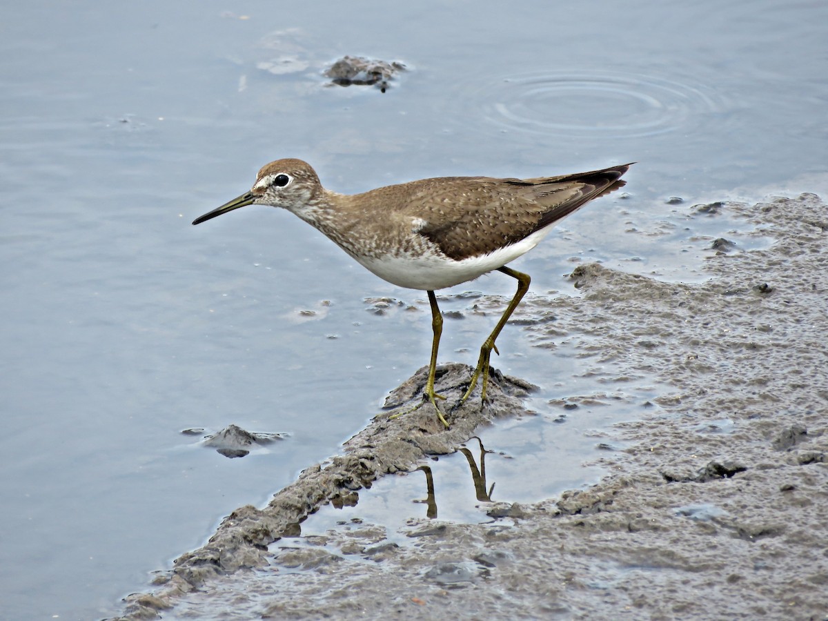 Solitary Sandpiper - ML610466505