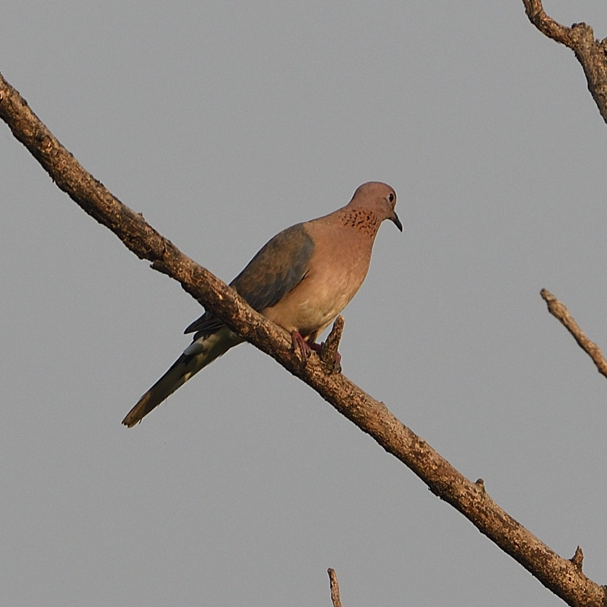 Laughing Dove - ML610466619