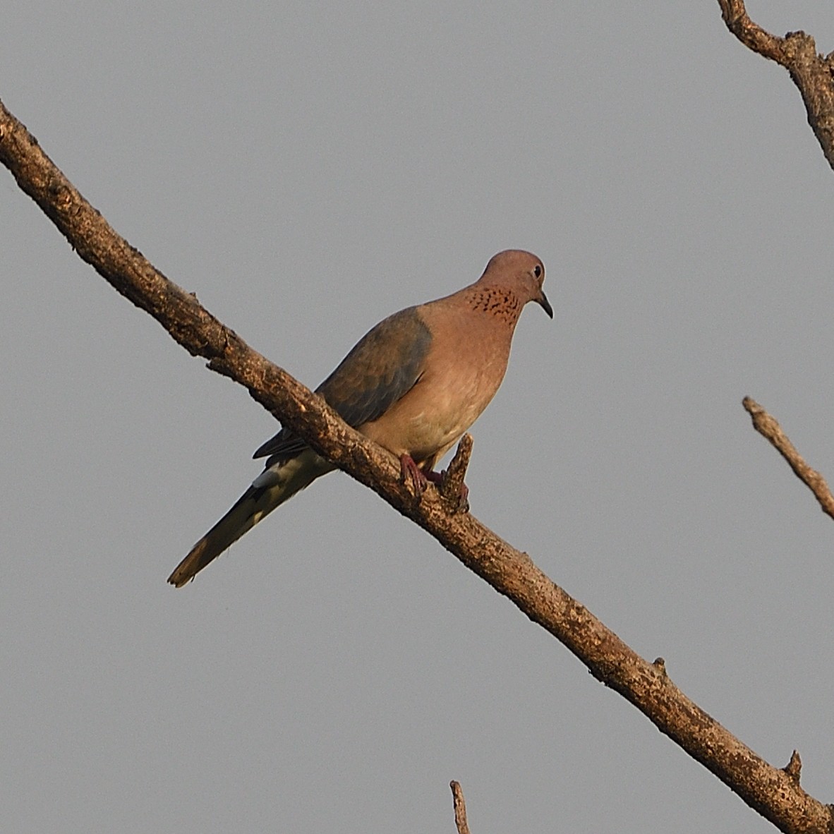 Tórtola Senegalesa - ML610466619