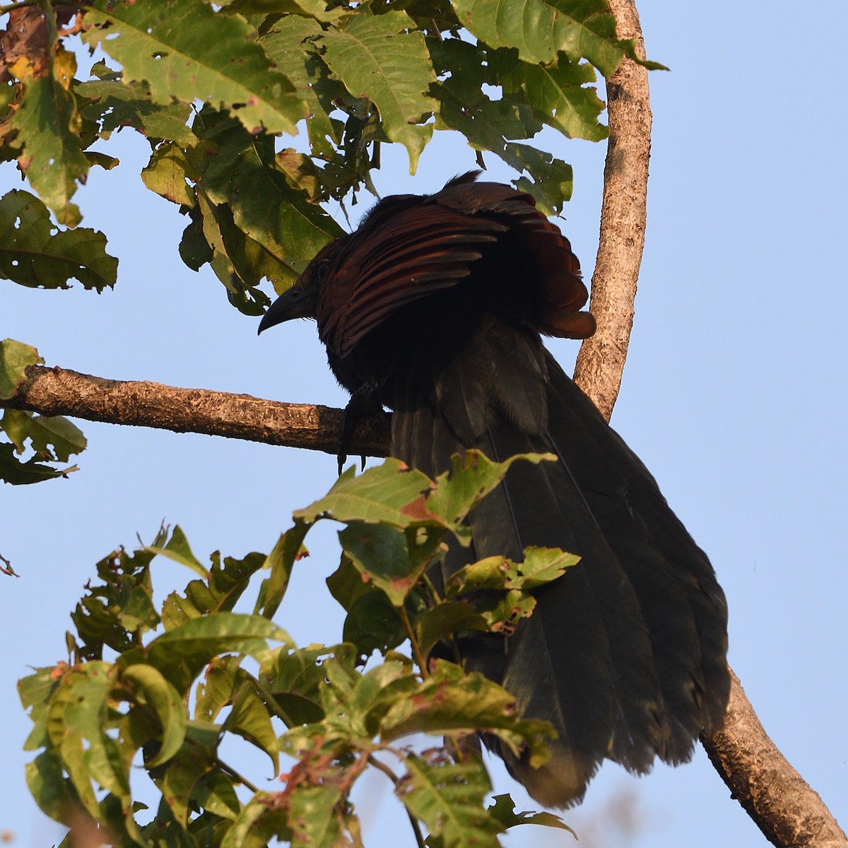 Greater Coucal - ML610466624