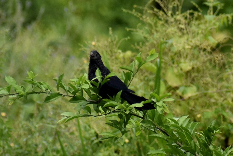 Groove-billed Ani - ML610466629