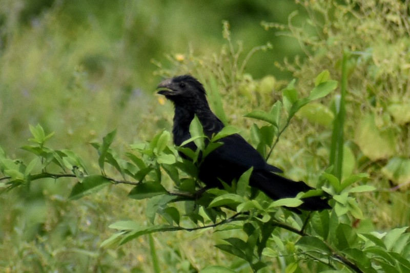 Groove-billed Ani - ML610466630