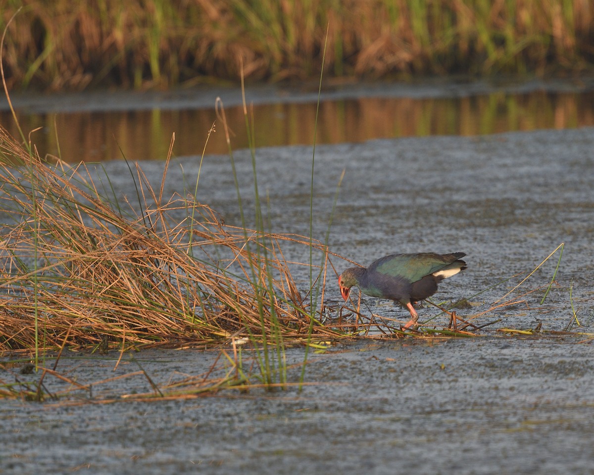 Gray-headed Swamphen - ML610466631