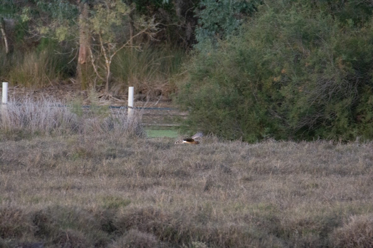 Hen Harrier - ML610466665