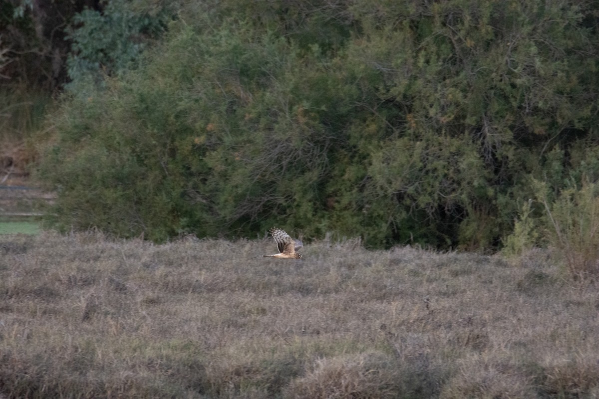 Hen Harrier - ML610466666