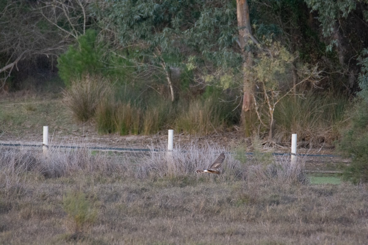 Hen Harrier - ML610466667