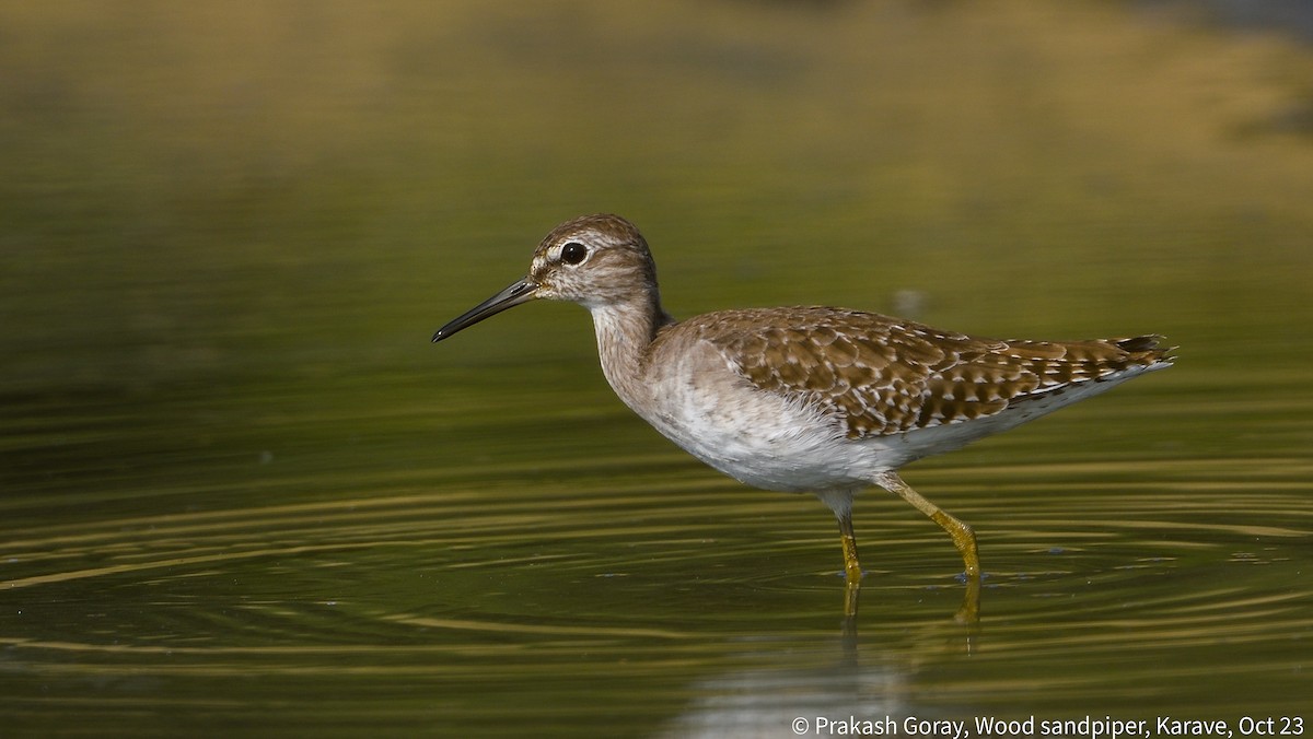 Wood Sandpiper - ML610466684