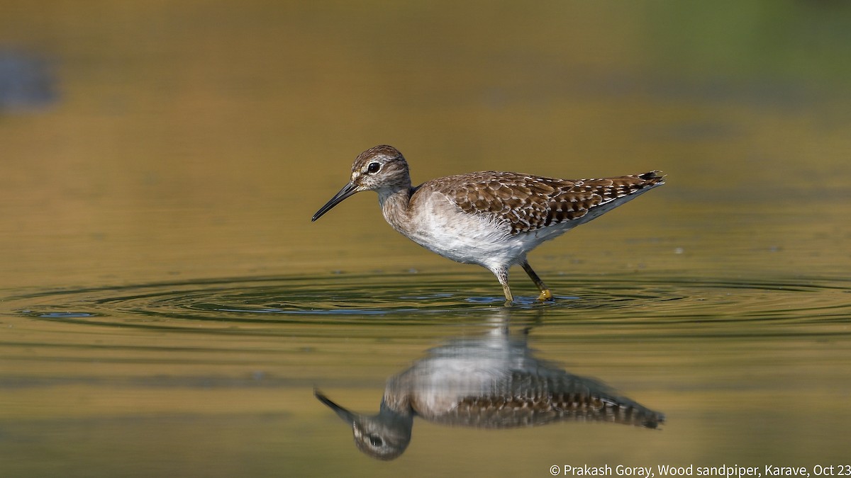 Wood Sandpiper - ML610466685