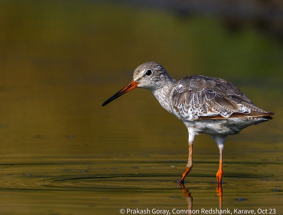 Common Redshank - ML610466693