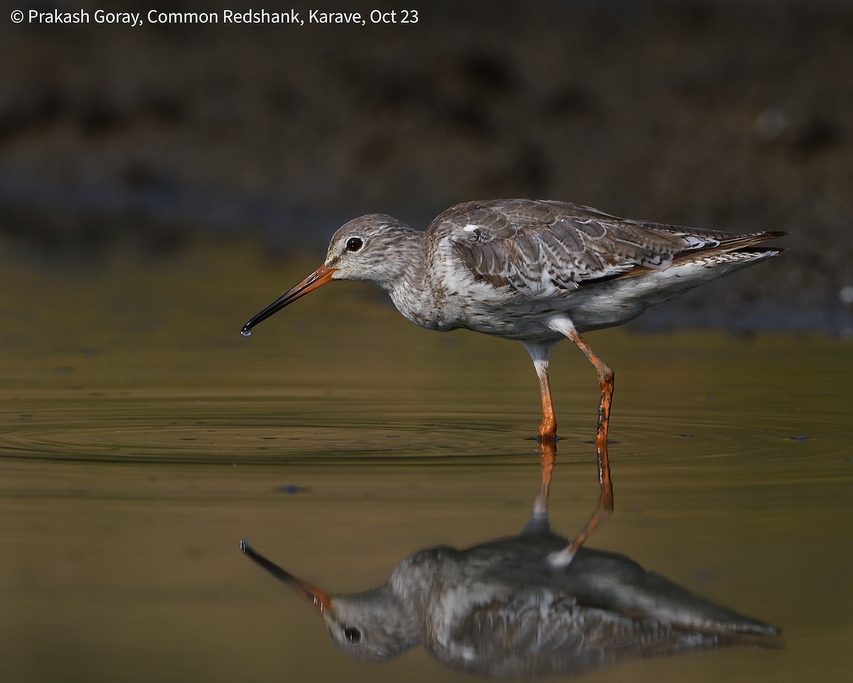 Common Redshank - ML610466694