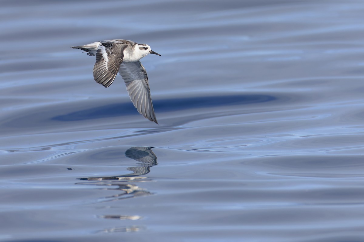 Red Phalarope - Ryan Sanderson